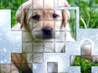 image bg PicPu Dog